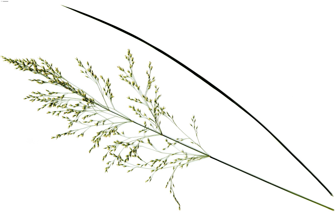 Deschampsia cespitosa subsp. cespitosa (Poaceae)